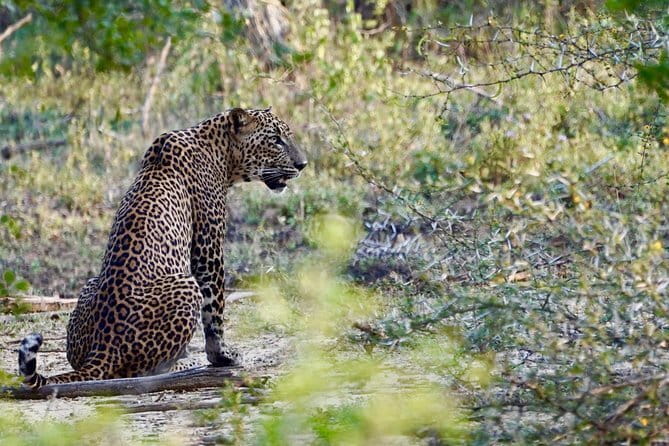 Anuradhapura: Full-Day Wilpattu National Park Private Safari - Picnic lunch and practical comfort