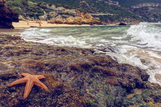 Arrabida Safari – Europe's Most Beautiful Beach & Hidden Gems - Crossing the bridge and entering the park