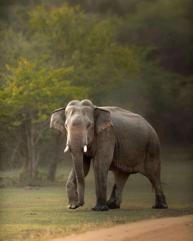 Arugam Bay: Kumana National Park Safari - Why Kumana works well from Arugam Bay