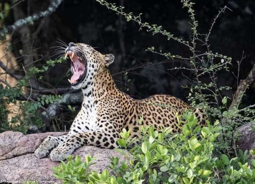 Arugam Bay: Kumana National Park Safari - The early pickup and six-hour schedule