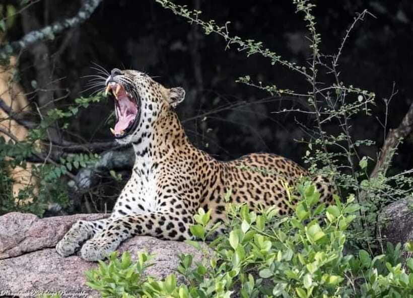 Arugam Bay: Kumana National Park Safari - Who should book this Kumana safari?