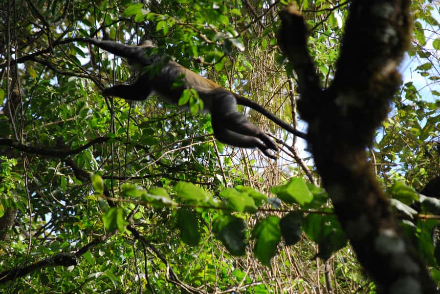 Arusha: Arusha National Park Day Trip w/ Game Drives & Lunch - Why Arusha National Park makes a good first safari