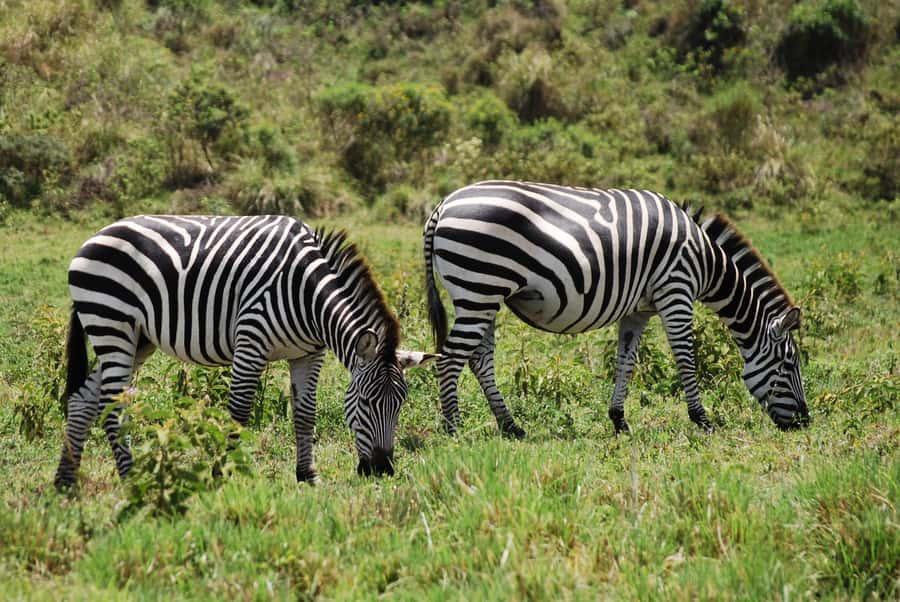 Arusha: Arusha National Park Day Trip w/ Game Drives & Lunch - The afternoon drive and return to Arusha