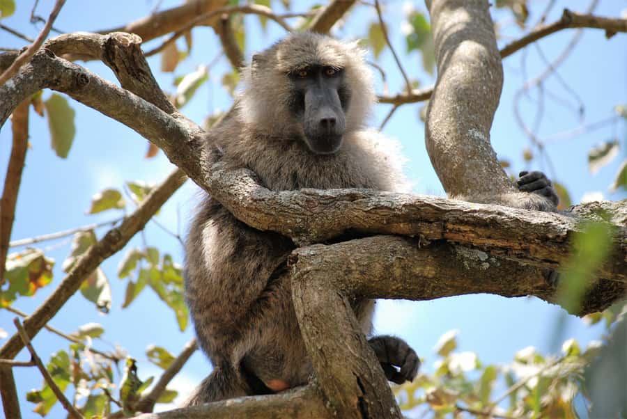Arusha: Arusha National Park Day Trip w/ Game Drives & Lunch - What the $340 price covers