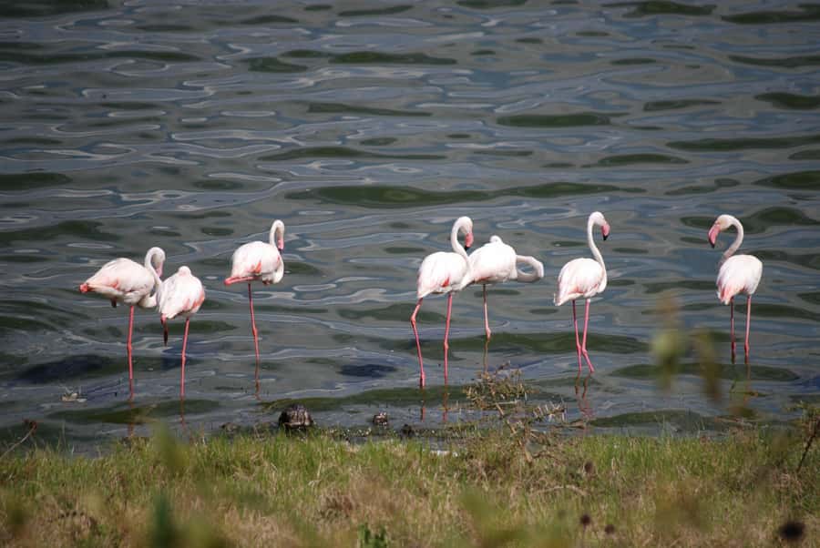 Arusha: Arusha National Park Day Trip w/ Game Drives & Lunch - The guide can shape the whole day