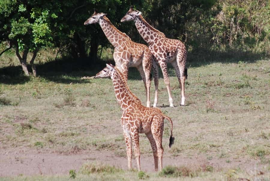 Arusha: Arusha National Park Day Trip w/ Game Drives & Lunch - Practical details before you reserve