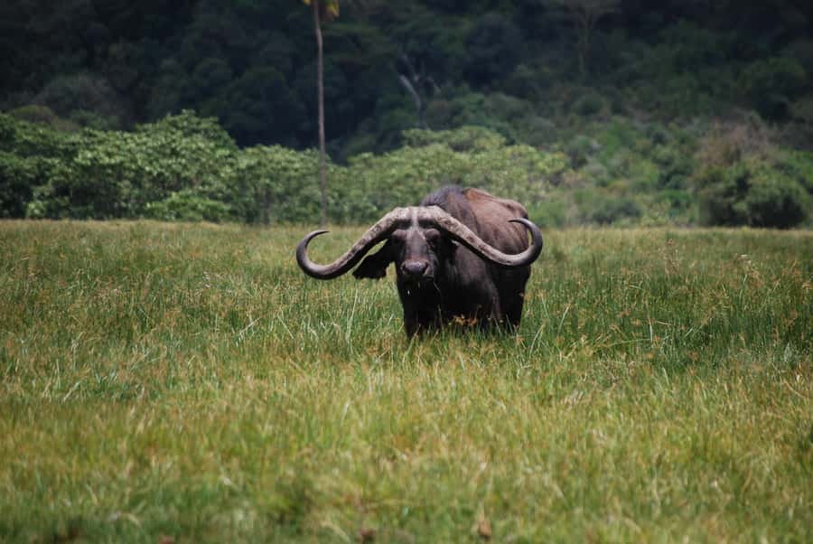 Arusha: Arusha National Park Day Trip w/ Game Drives & Lunch - Morning game drive around Momela Lakes