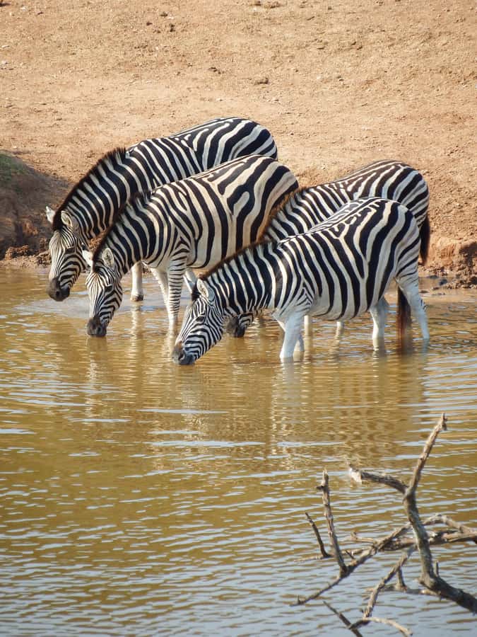 Arusha National Park Day Tour with All-Inclusive - Why Arusha National Park makes a strong one-day safari