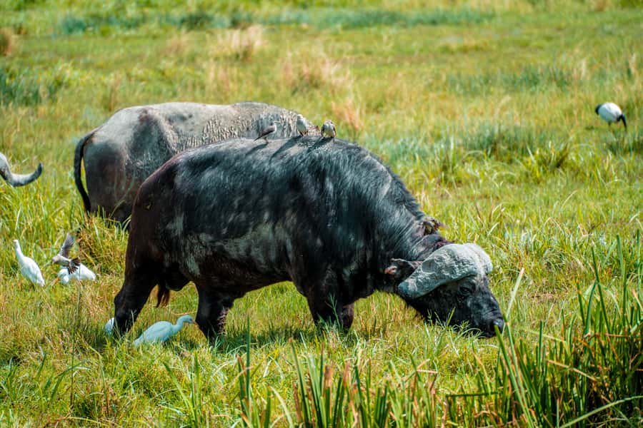 Arusha National Park Day Tour with All-Inclusive - Picnic lunch under Mount Meru