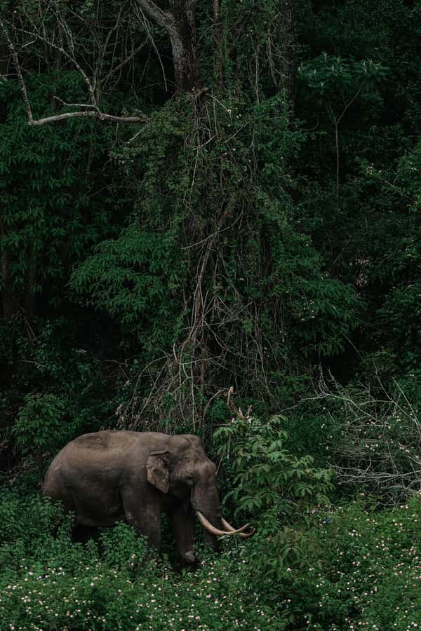 Arusha National Park Day Tour with All-Inclusive - From Arusha or Moshi to the park gate
