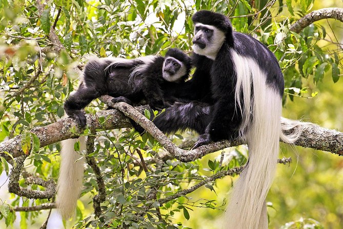 Arusha National Park Day Trip - Why Arusha National Park makes a good day trip