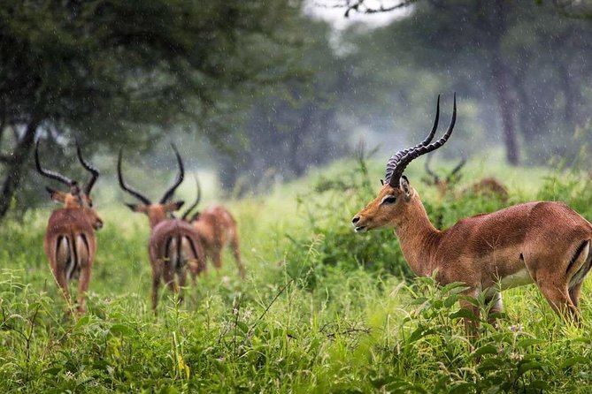 Arusha National Park Day Trip - The 4x4 drive to Momela Lakes