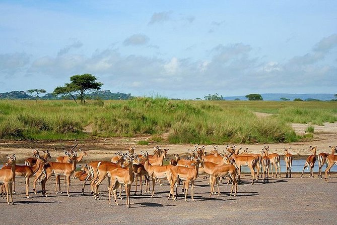 Arusha National Park Day Trip - Giraffes, primates, and realistic wildlife expectations