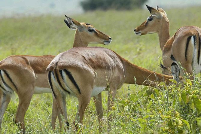 Arusha National Park Day Trip - Who will enjoy this outing most