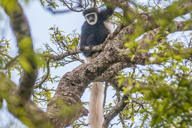Arusha National Park Day Trip - Walking toward Mount Meru’s crater