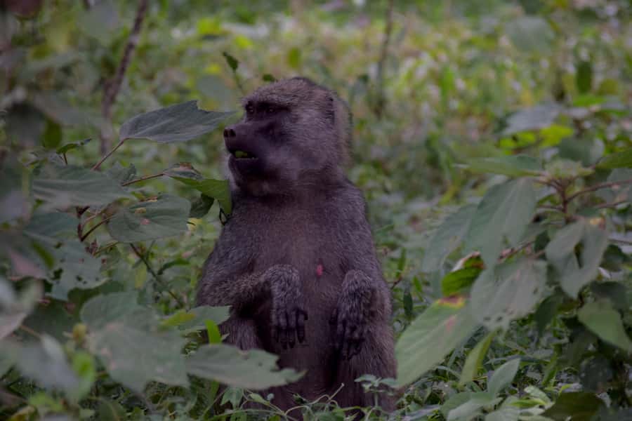 Arusha National Park Full-Day Safari - A close-to-Arusha safari with real variety