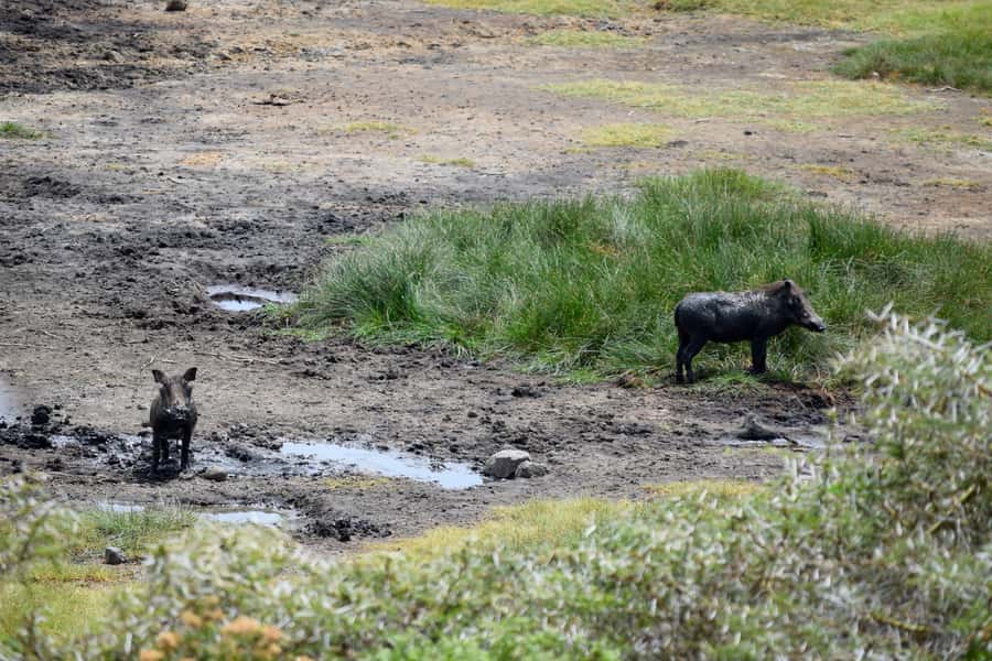 Arusha National Park Full-Day Safari - Why the Mt. Meru setting matters