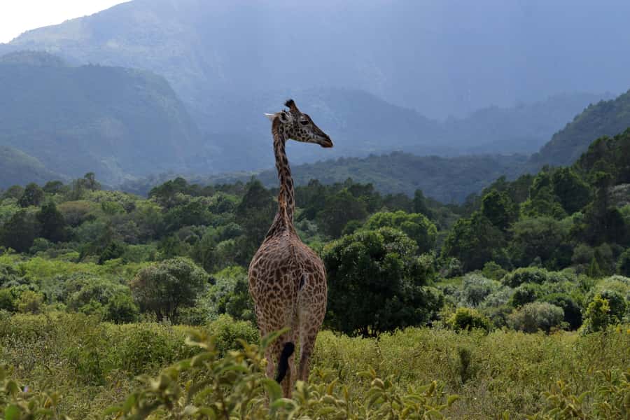 Arusha National Park Full-Day Safari - The guide can shape the whole day