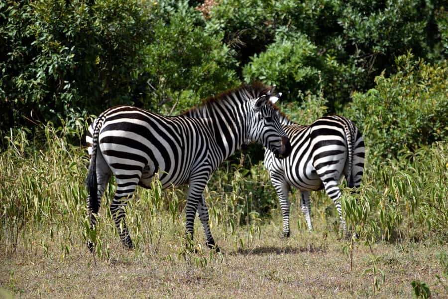 Arusha National Park Full-Day Safari - The one-hour ride from Arusha