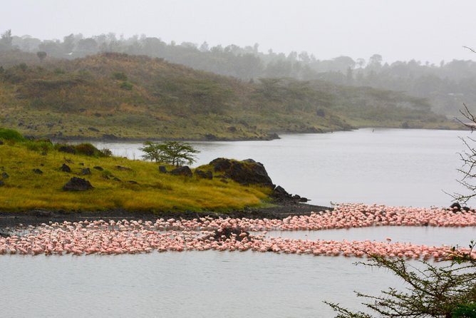 Arusha National Park Guided Day Tour from Arusha - The Afternoon Game Drive Through Arusha National Park