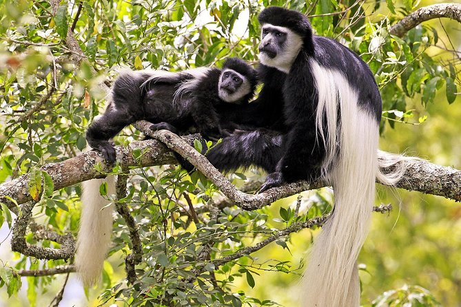 Arusha National Park Guided Day Tour from Arusha - Who Will Get the Most from This Tour