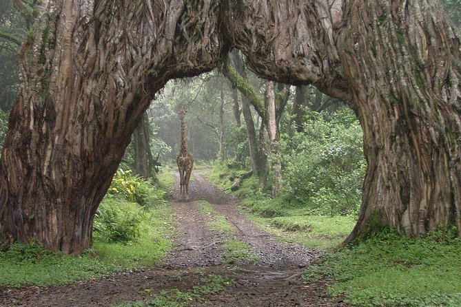 Arusha National Park Guided Day Tour from Arusha - The Seven Momella Lakes and Their Flamingoes