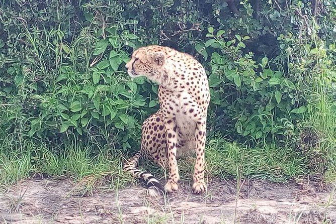 Arusha National Park Half Day Tour - Morning or midday: choosing your start