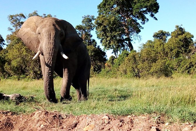 Arusha National Park Half Day Tour - Who should book this half-day safari