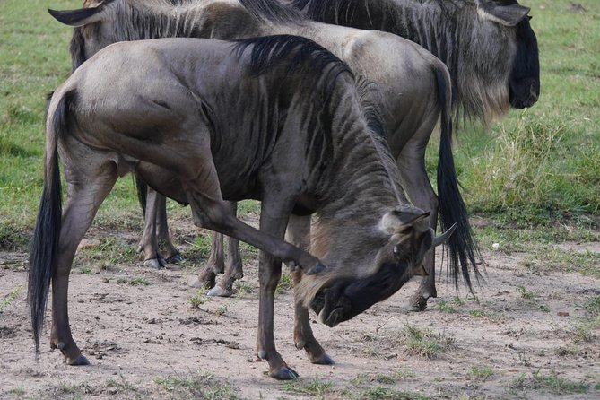 Arusha National Park Half Day Tour - Four hours among giraffes, zebras, and monkeys