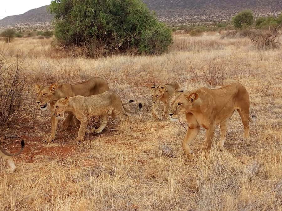 Arusha National Park: Private Jeep Tour - How to judge the $200 price