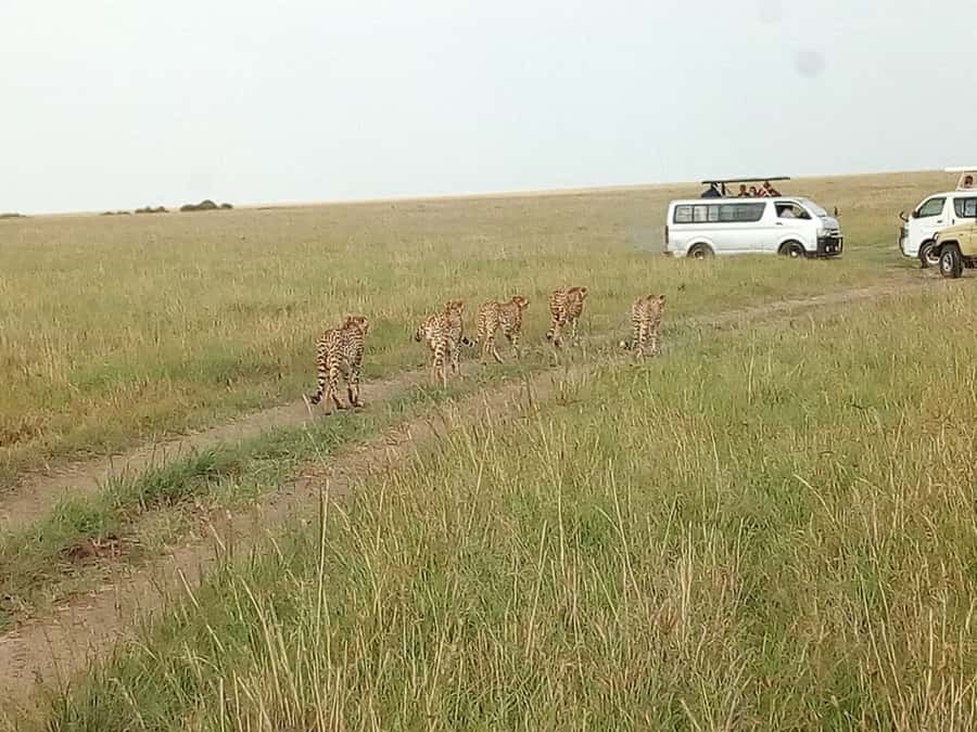 Arusha National Park: Private Jeep Tour - Guide quality and language choices