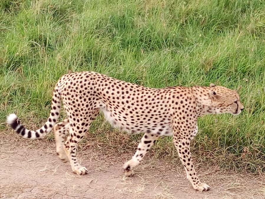 Arusha National Park: Private Jeep Tour - The chance of seeing Kilimanjaro