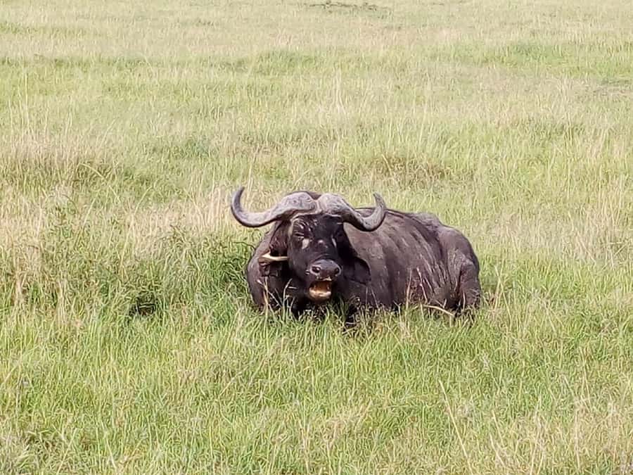 Arusha National Park: Private Jeep Tour - Who will enjoy this half-day safari