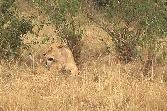 Arusha National Park Safari by Jeep - Morning or midday: choosing your departure