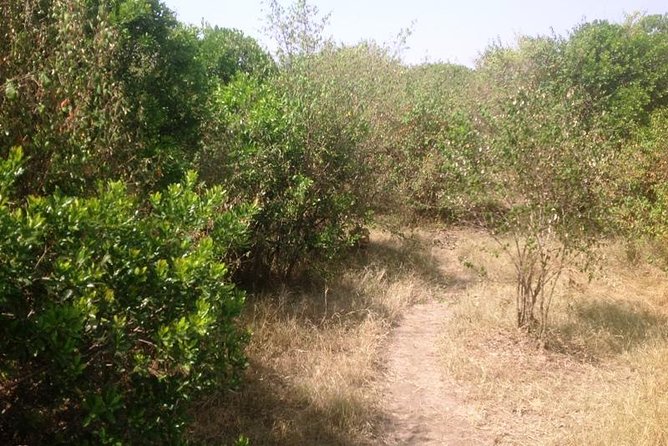 Arusha National Park Safari by Jeep - Should you book Arusha National Park by Jeep?