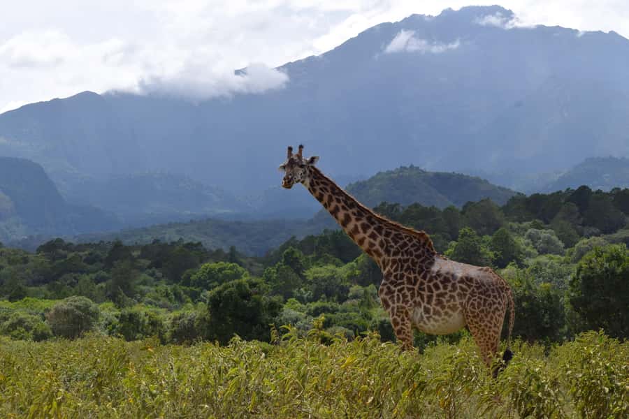 Arusha National Park: Walking Safari and Game Drive - Key points to know before booking