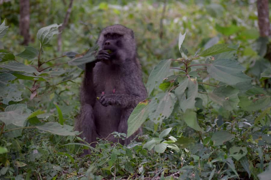 Arusha National Park: Walking Safari and Game Drive - The Fig Tree Arch and what the walk is really like