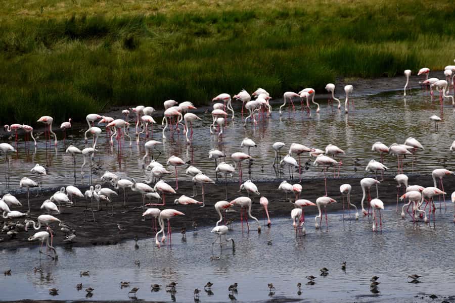 Arusha National Park: Walking Safari and Game Drive - Is $270 good value for a full day?