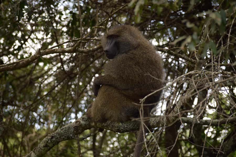 Arusha National Park: Walking Safari and Game Drive - Who should book this Arusha day trip?