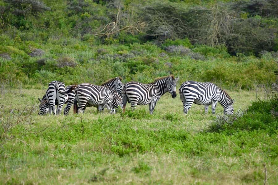 Arusha National Park: Walking Safari and Game Drive - The morning game drive: start with the open country