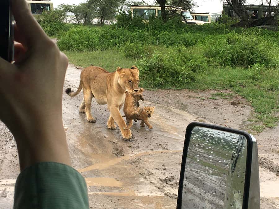 Arusha: Tarangire National Park Full-Day Wildlife Safari - Key points to know before booking