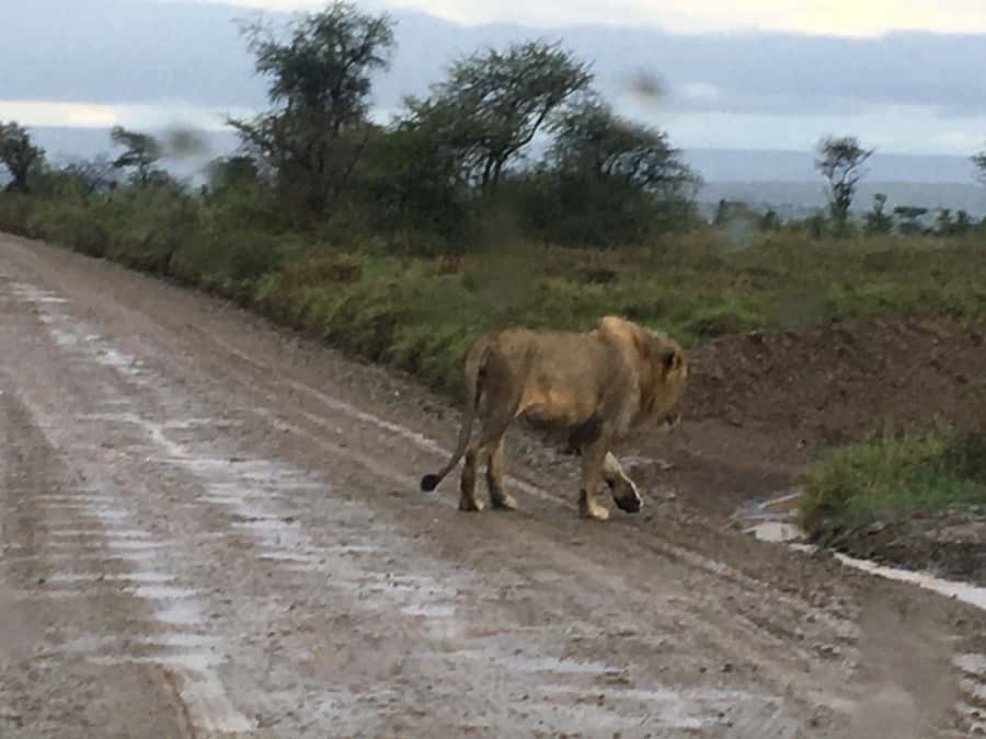 Arusha: Tarangire National Park Full-Day Wildlife Safari - Why Tarangire works so well as a one-day safari