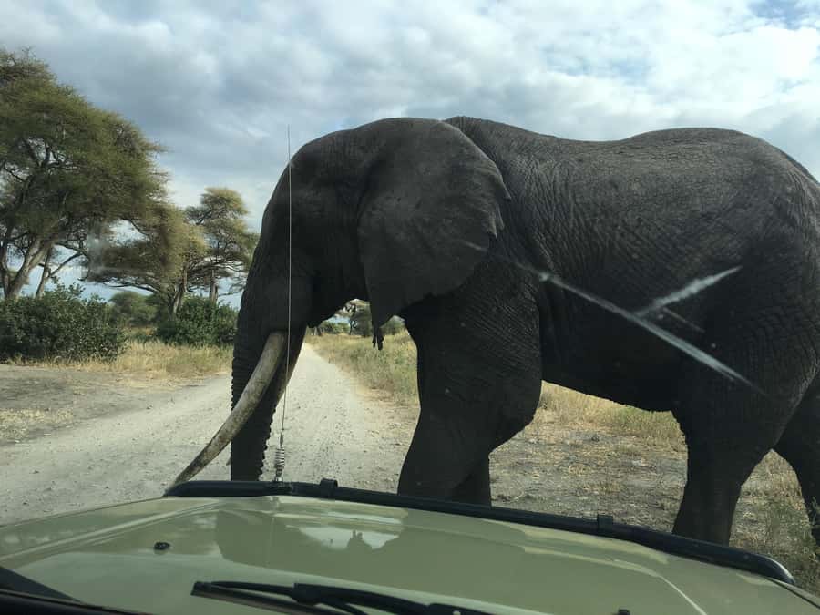 Arusha: Tarangire National Park Full-Day Wildlife Safari - Is $350 per person good value?