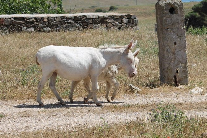 ASINARA ISLAND-TOUR full day Minivan in the National Park - Cala d’Oliva and the central branch museum