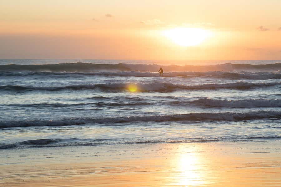 Auckland Private Tour: West Coast Wilderness & Piha Beach - Starting at Arataki Visitor Centre