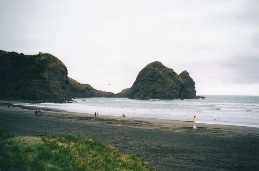 Auckland Private Tour: West Coast Wilderness & Piha Beach - Forest roads through the Waitākere Ranges