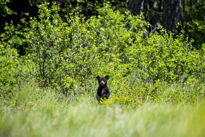 Audio Tour for Self-Guided Drives in Waterton National Park - Head-Smashed-In Buffalo Jump brings Indigenous history forward