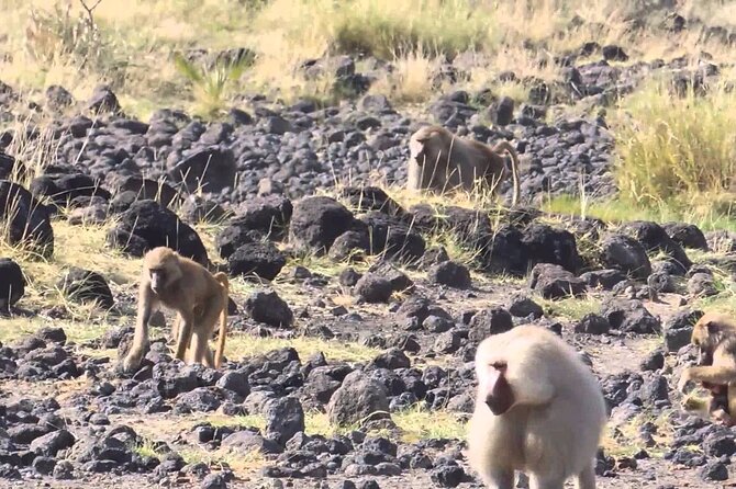 Awash National Park Tours - What the private format changes