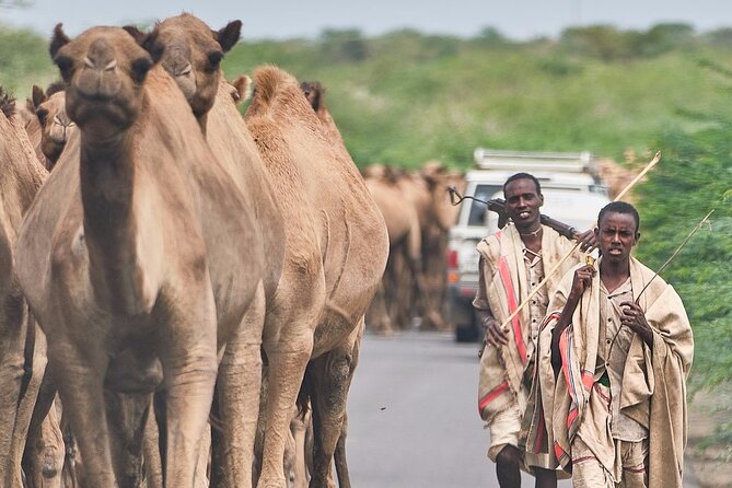 Awash National Park Tours - Accommodation, meals, and the real price
