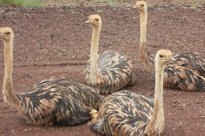 Awash National Park Tours - How this trip compares with staying in Addis